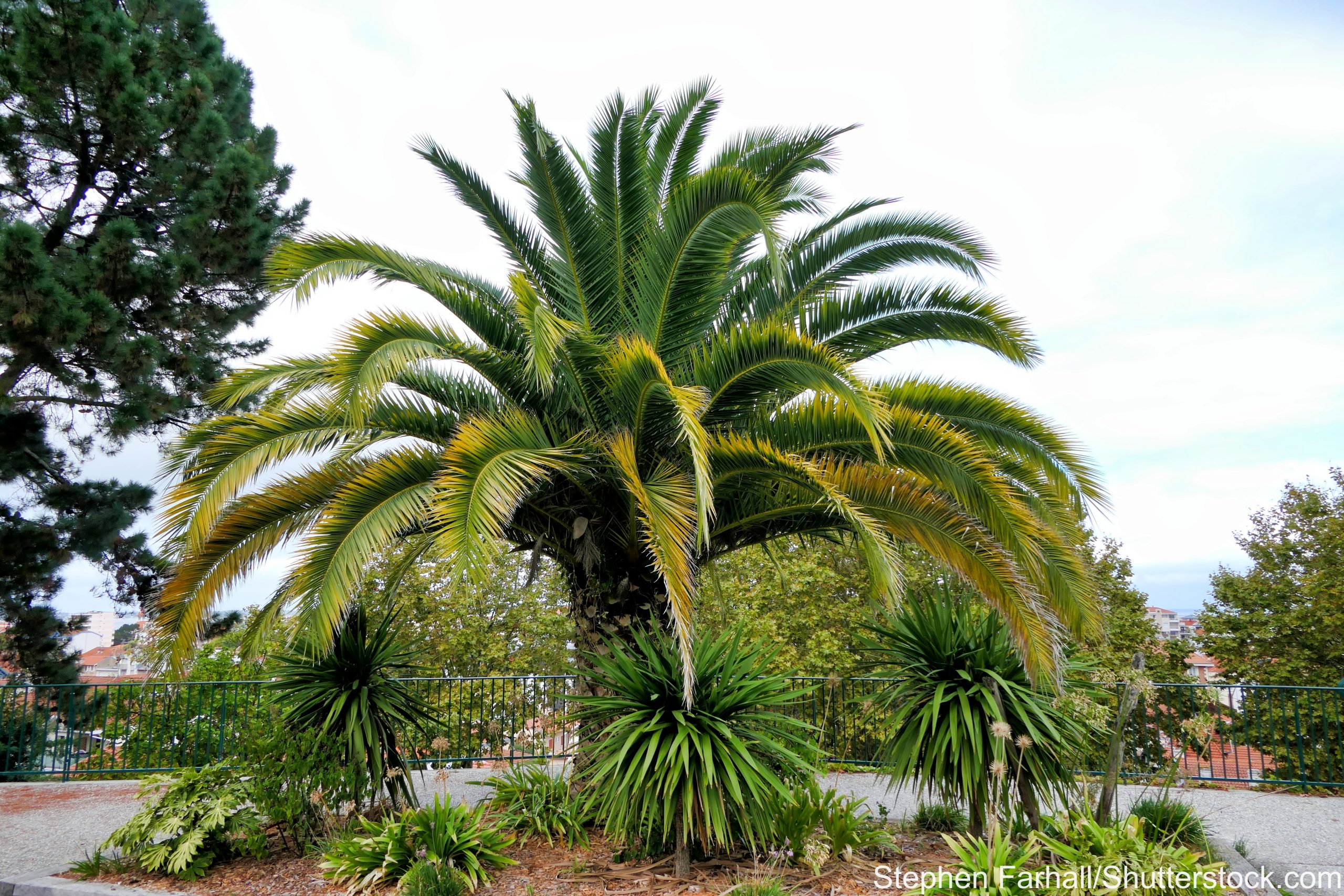 Palmera canaria